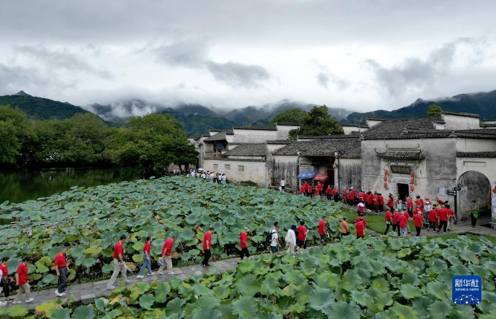 pt老虎白菜